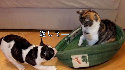 子犬「僕のベッドを返して！」猫「……」（動画） : らばQ