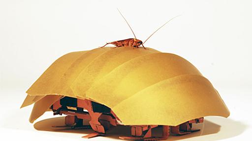 Cockroach inspires robot that squeezes through cracks - Berkeley News