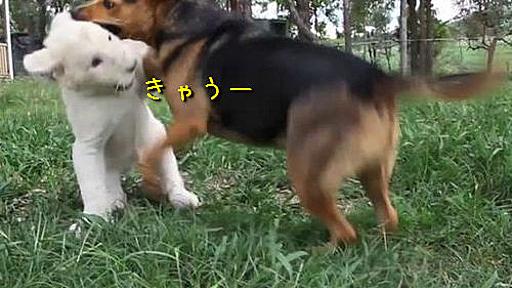 兄弟みたい…いつも一緒に遊ぶホワイトライオンの赤ちゃんと犬（動画） : らばQ