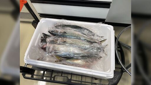 【閲覧注意】寄生虫学の研究室が実習のために取り寄せた魚、食品衛生として大勝利していたので実験ができない