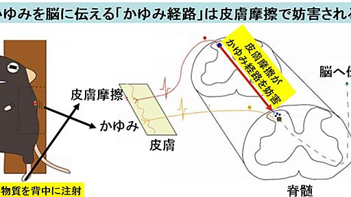 ずっと謎だった「体中の皮膚を擦ると”かゆみ”が治まる効果」が証明される - ナゾロジー