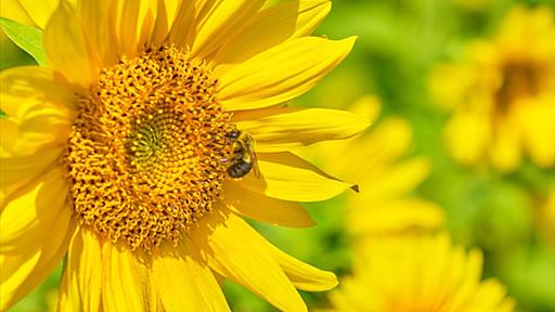 糞激増で寄生虫が激減、ヒマワリの花粉はハチの「虫下し」か