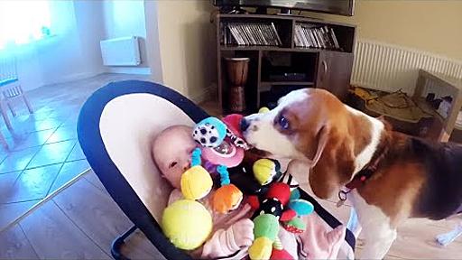 Guilty Dog Apologizes Crying Baby for Stealing Her Toy