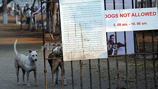 犬が人をかむ、1日200件以上 インド・ムンバイ