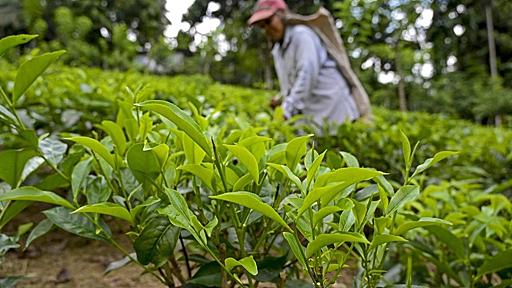 セイロン紅茶の危機？ スリランカ有機革命の波紋