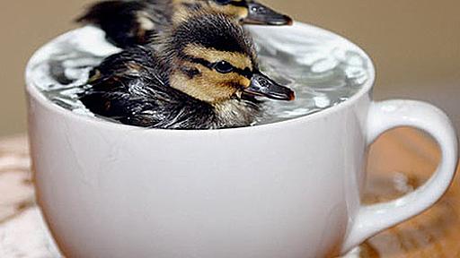 そのまま飲み干したくなるカップ入り動物:ハムスター速報