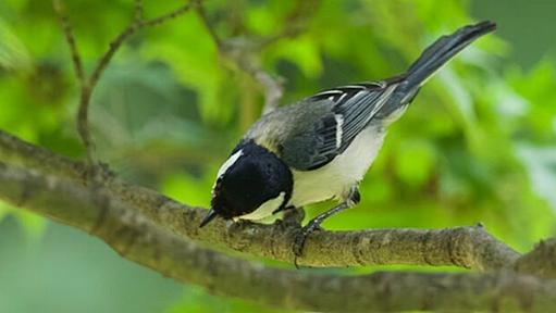 「鳥語」を発見　シジュウカラの鳴き声の単語や文法証明　鈴木俊貴（京都大学白眉センター特定助教） - 日本経済新聞