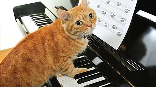 "Play Him Off, Keyboard Cat!" Why Did It Go So Viral? - Catster