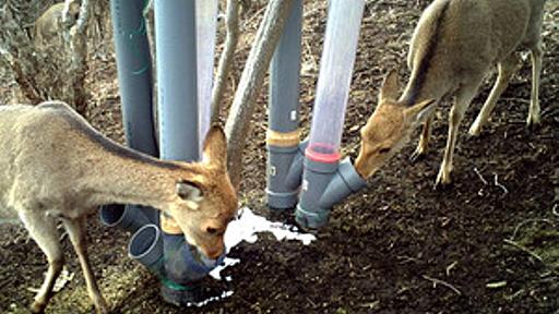 シカを硝酸塩入り餌で駆除　静岡県考案、「残酷」の声も：朝日新聞デジタル