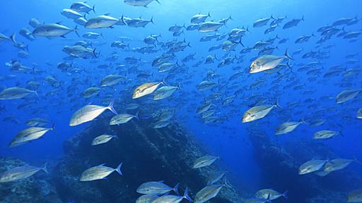 西表島のオガン「三の根」伝説再び！　ダイバーの憧れ“カスミアジの大群”に5年振りに巻かれる