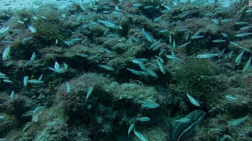 地中海にクラゲなど外来種が大量流入、スエズ運河拡張で