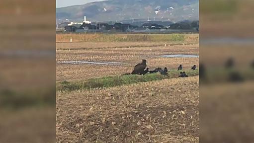 【佐渡島】田んぼの真ん中で鳥の着ぐるみを着た人がカラスと戯れてるのかと思ったら本物のどデカい鳥だった「王様って感じ」「さすが佐渡だ」