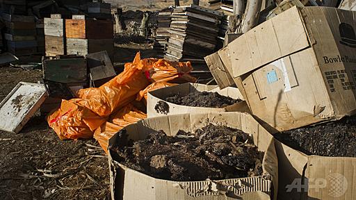 南アで大流行、ミツバチの伝染病 食料生産への影響懸念