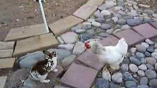 Chicken Police?