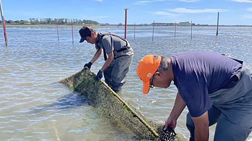 米紙が報じる苦境「スシが大好きな日本の海から魚がどんどん減っている」 | 熱くなる一方の海水に漁師は対応できるのか