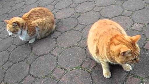 地震で揺れる猫たち　Earthquake shakes Cats