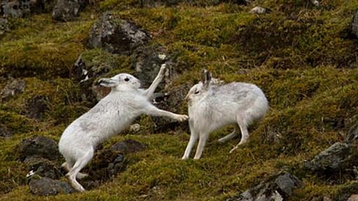 ていっ！ かわいいけど戦っちゃう。戦う動物たちの動画10連発｜カラパイア