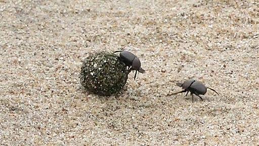 延長戦で決着　糞をめぐるフンコロガシのバトル