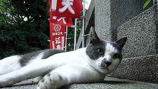 夜になると元気になる動物さがし （デジタルリマスター）