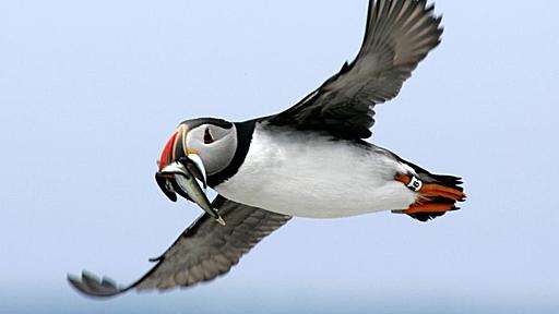 “癒しの鳥”パフィンの越冬地がついに判明