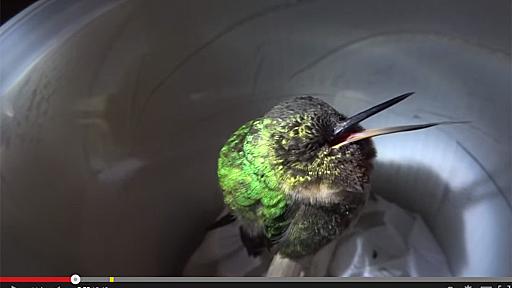 鳥っていびきかくの……!?　ハチドリのいびきが衝撃的なかわいさだった