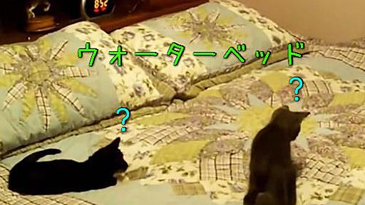 「猫にウォーターベッドを与えたらどうなるの？」→かなり混乱する（動画） : らばQ