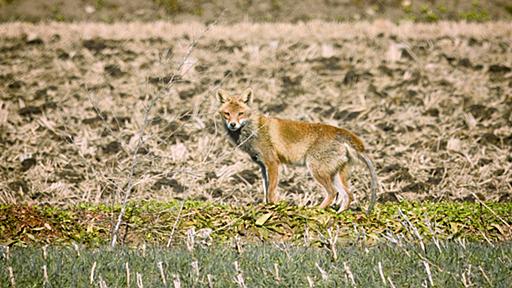 「キツネにだまされる」とはどういうことか？　その「手口」のパターンに迫る | 生活へのキツネの介入は日常だった