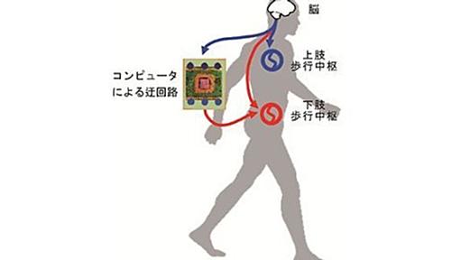 日本の研究者が世界で初めて、損傷した脊髄を迂回して脚を動かすことに成功