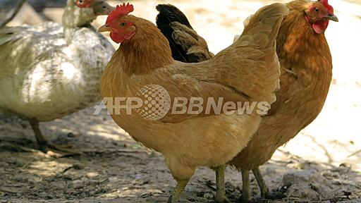 鳥インフル「感染デマ」で12人拘束、上海では回復の報告も