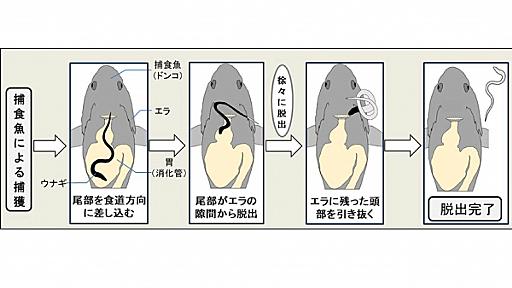 ウナギ稚魚の特殊な逃げ技：捕食魚の胃の中から消化管内を遡って脱出する