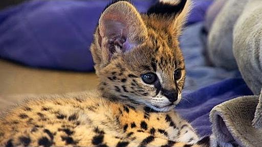 7 Week Old Serval Kitten in Nursery - Cincinnati Zoo - YouTube