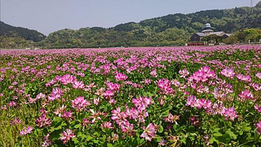 「勝手に立ち入らないで」レンゲ畑のれんげ草は自然に生えているものではなく、肥料として農家が育てているという話