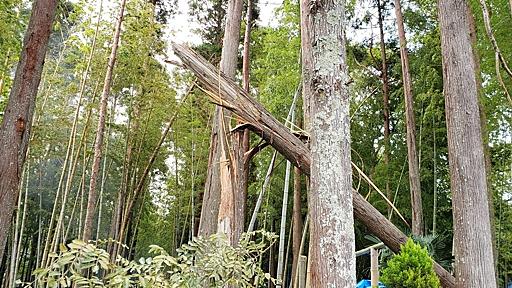 千葉大停電の遠因か。倒木処理の難しさと山武杉の悲劇を振り返る（田中淳夫） - エキスパート - Yahoo!ニュース