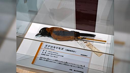 国立科学博物館で開催「鳥展」にズグロモリモズが展示、鴆の呼び名に実在を驚く声も