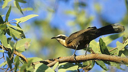 オーストラリアの鳥が「原始的な言語」を使用、スイス研究