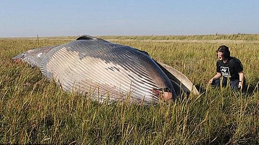 【速報】イギリス終了か　クジラが何故か草原のど真ん中で死んでいるのが発見される | 不思議.net - 5ch(2ch)まとめサイト