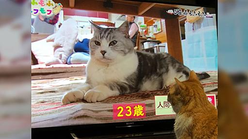 23歳のしまさん🐈 綺麗な毛並みと軽やかに歩く姿が23歳の猫とは思えない… さすが仙人👏 - Togetter