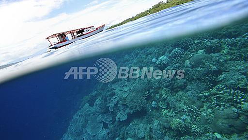 世界のサンゴ礁が急減、8割消えた海も 国際シンポで警鐘