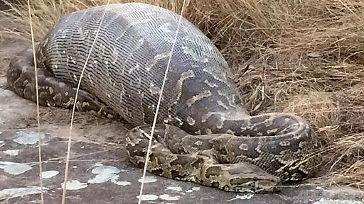 ニシキヘビ、ヤマアラシをのみこんで死ぬ 南ア