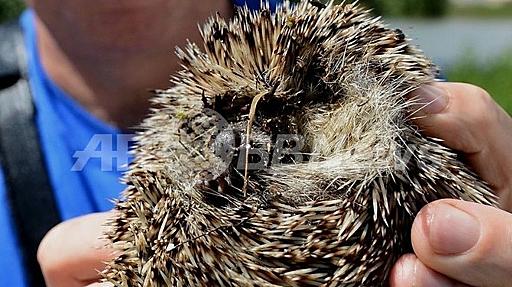 洪水からハリネズミを救出、ハンガリー