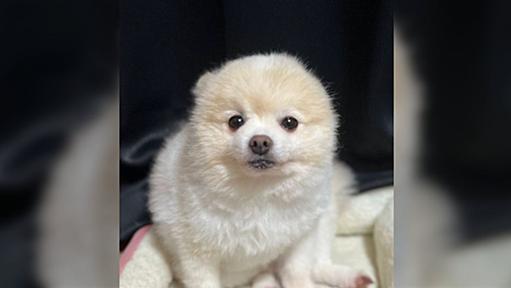 「長沢芦雪の座り方する犬（猫でも他の動物でも可）いるよ〜って人は見せてください」→かわいい写真が続々集まる