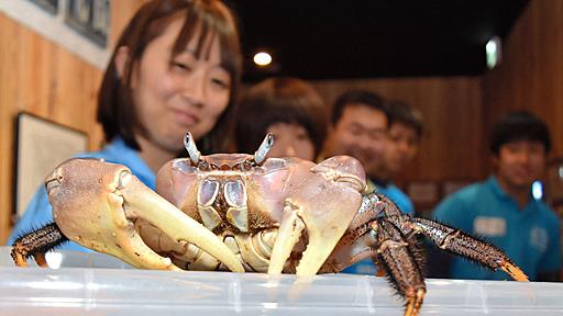 エビとカニだらけの「貧乏」水族館　人生を重ねて応援：朝日新聞デジタル