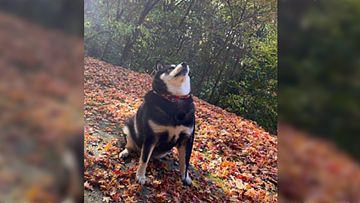 もう座ってるのに間違えて『おすわり』と言われた犬さんが「やってるんだが！？」と披露した最上級おすわり