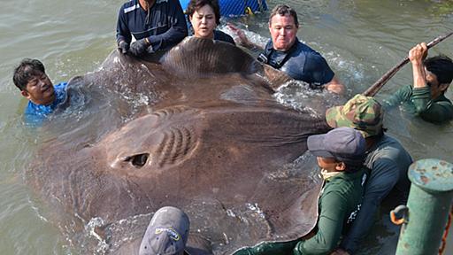 車並みの超巨大淡水エイを捕獲、世界記録か