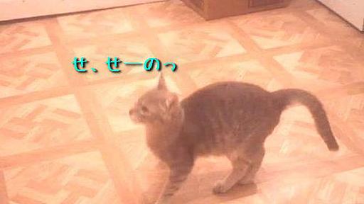 なんと表現していいのか難しい猫のジャンプ（動画） : らばQ