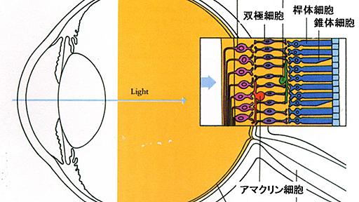 第1回　色覚はなぜ、どのように進化してきたのか