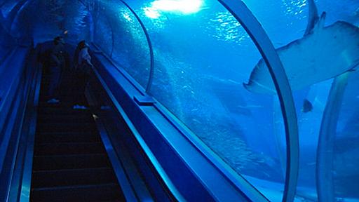 ここ一年で旅ブロガーを通り過ぎた7つの水族館たち - 沙東すず