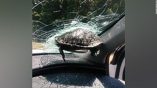 飛んできたカメ、走行車のフロントガラスに突き刺さる　米高速道路