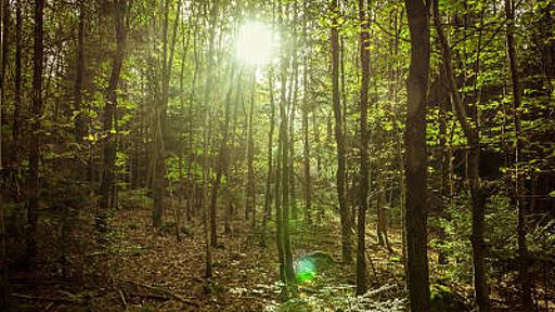 森をとてつもないスピードで成長させるオープンソースプロジェクト「Afforestt」