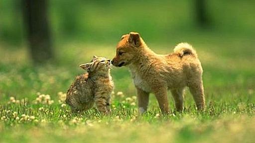 「猫が他の動物と仲良くしていると、なんでこんなにかわいいの？」写真13枚 : らばQ